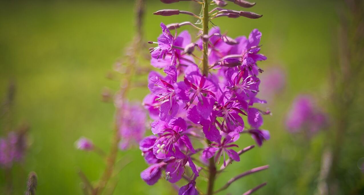 fireweed for men's health
